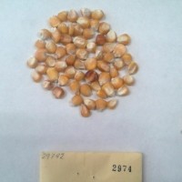 CIMMYTMA 2974 - Reference Inventory.jpg