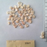 CIMMYTMA 1807 - Reference Inventory.jpg