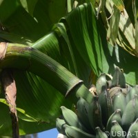 6.4.5 - Peduncle hairiness