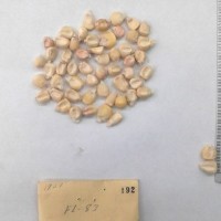 CIMMYTMA 192 - Reference Inventory.jpg