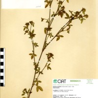 1101 herbarium