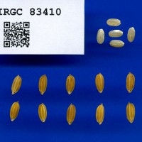 IRGC 83410 Seed Photo