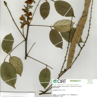 22380 herbarium