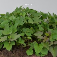 CIP 400830 (plant).jpg