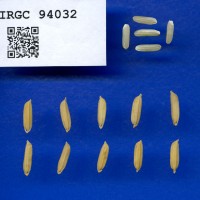IRGC 94032 Seed Photo