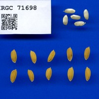 IRGC 71698 Seed Photo