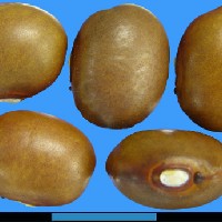 G22497 seed.jpg