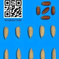 WAB0033840.jpg