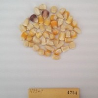 CIMMYTMA 4754 - Reference Inventory.jpg