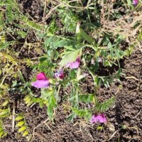 Plant and Flower.jpg