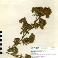2964 herbarium