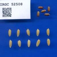 IRGC 52508 Seed Photo