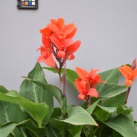 CIP 216006 (flower).JPG