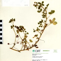 21578 herbarium