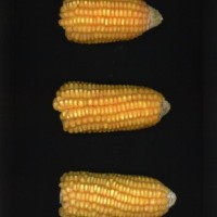 CIMMYTMA 2421 CUBA 159 AF21A 0903 63 E12740 _compress.jpg