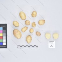 CIP 765693 (2)_T.jpg