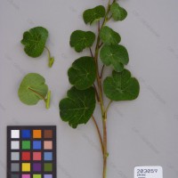 CIP 203059 Herbarium