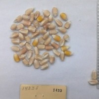 CIMMYTMA 1433 - Reference Inventory.jpg