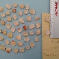 CIMMYTMA 5509 - Reference Inventory.jpg