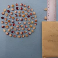 CIMMYTMA 7967 - Reference inventory.jpg