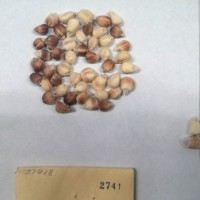 CIMMYTMA 2741 - Reference Inventory.jpg