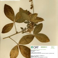 21120 herbarium