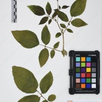 CIP 761076_OCH 12014_02.jpg