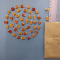 CIMMYTMA 7430 - Reference inventory.jpg