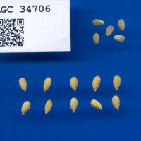IRGC 34706 Seed Photo