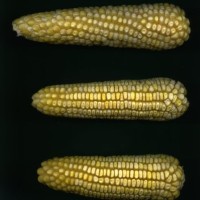 CIMMYTMA 25174 CHIS 694 BA21U-2903-304 E_compress.jpg