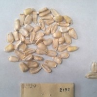 CIMMYTMA 2192 - Reference Inventory.jpg