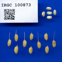 IRGC 100873 Seed Photo