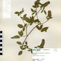 19584 herbarium
