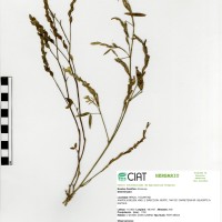 8451 herbarium