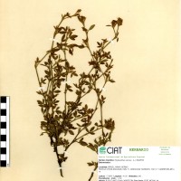 2916 herbarium