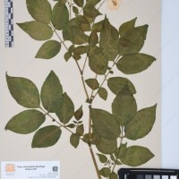 CIP 761393_OCH 12012_03.jpg