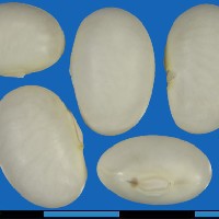 G35878 seed.jpg