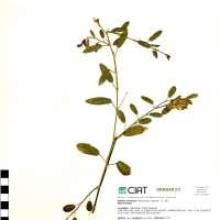22050 herbarium