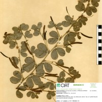8988 herbarium