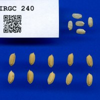 IRGC 240 Seed Photo