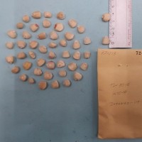 CIMMYTMA 7241 - Reference inventory.jpg