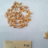 CIMMYTMA 2232 - Reference Inventory.jpg