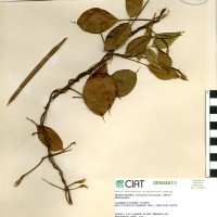 15093 herbarium