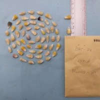 CIMMYTMA 8466 - Reference inventory.jpg