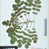 CIP 760483 herbarium