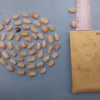 CIMMYTMA 7568 - Reference inventory.jpg