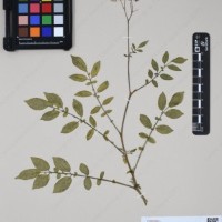 CIP 763474_OCHS 12061a_05.jpg