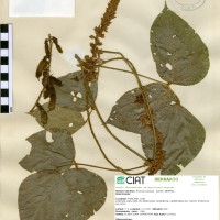 22059 herbarium