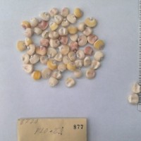 CIMMYTMA 877 - Reference Inventory.jpg