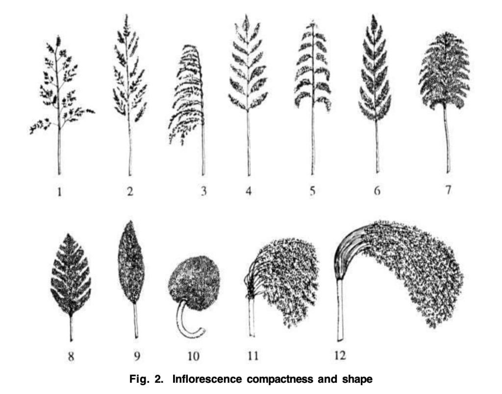 Original language